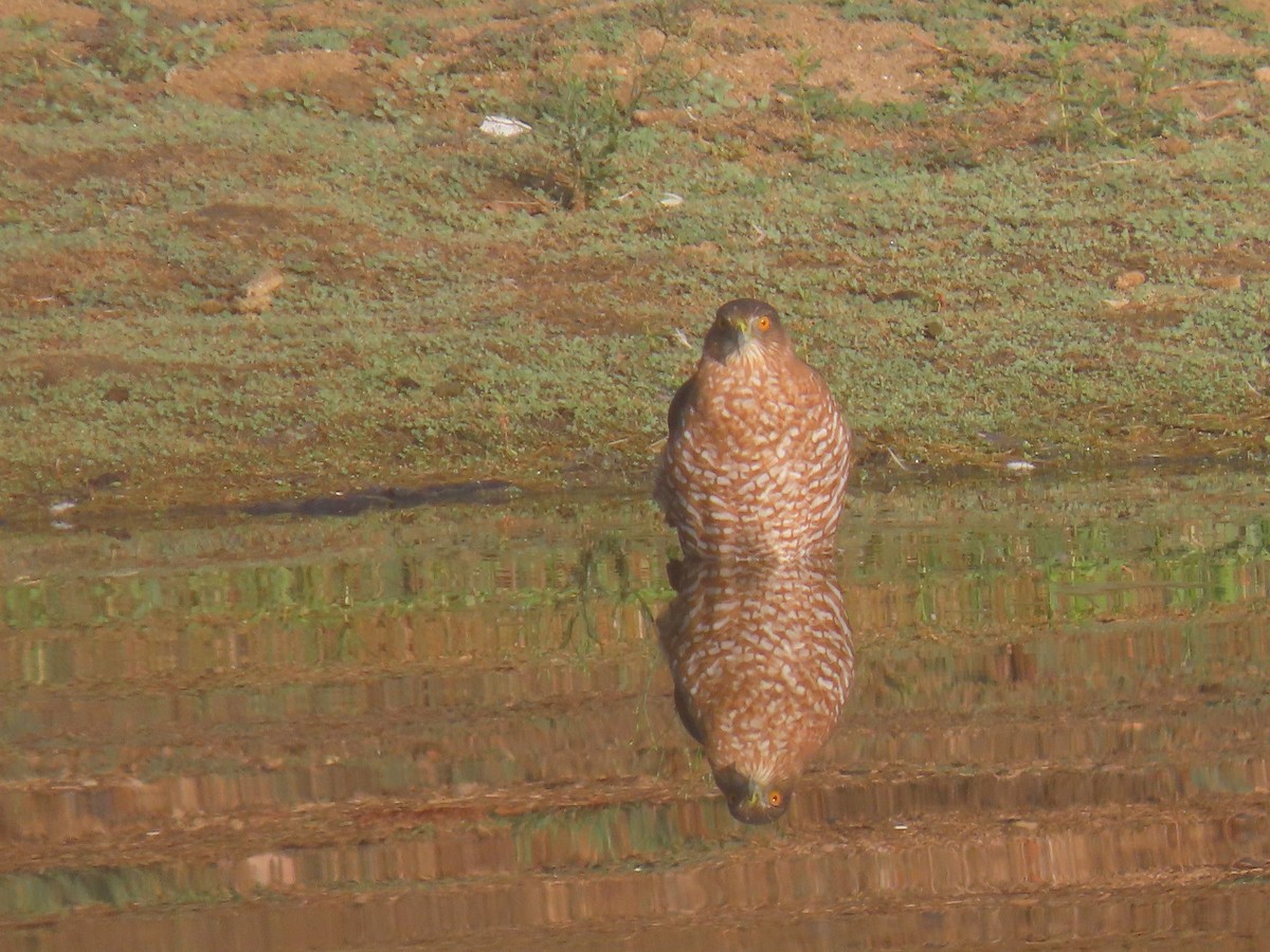 Cooper's Hawk - ML642223346
