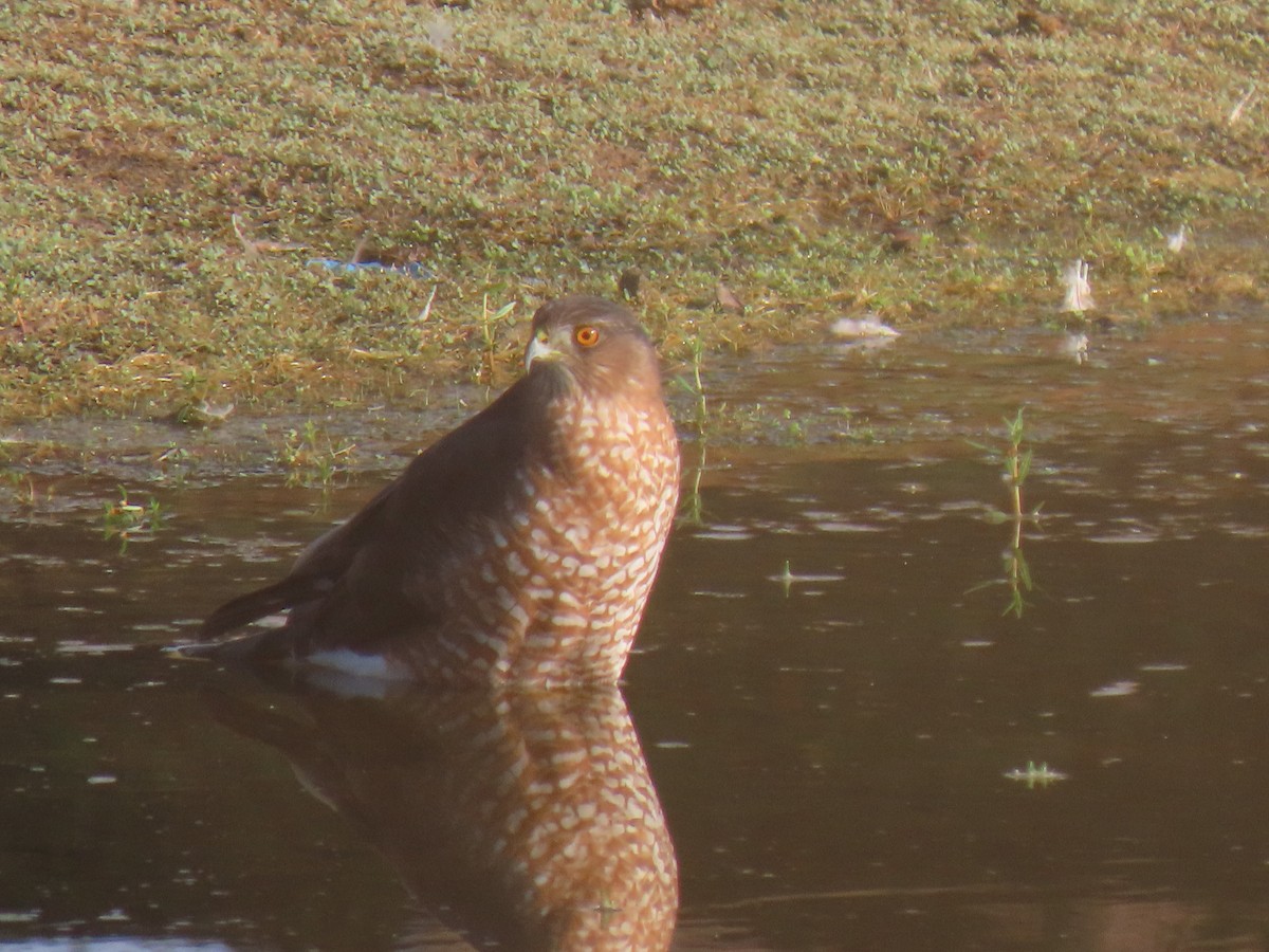 Cooper's Hawk - ML642223347