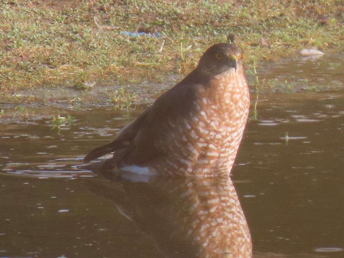 Cooper's Hawk - ML642223349