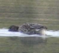 Green-winged Teal - ML642223355