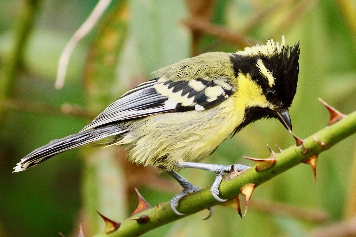 Indian Yellow Tit - ML642223377
