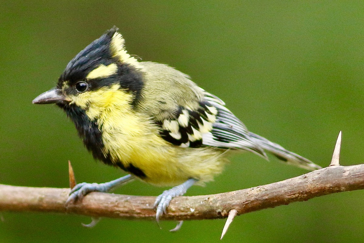 Indian Yellow Tit - ML642223378