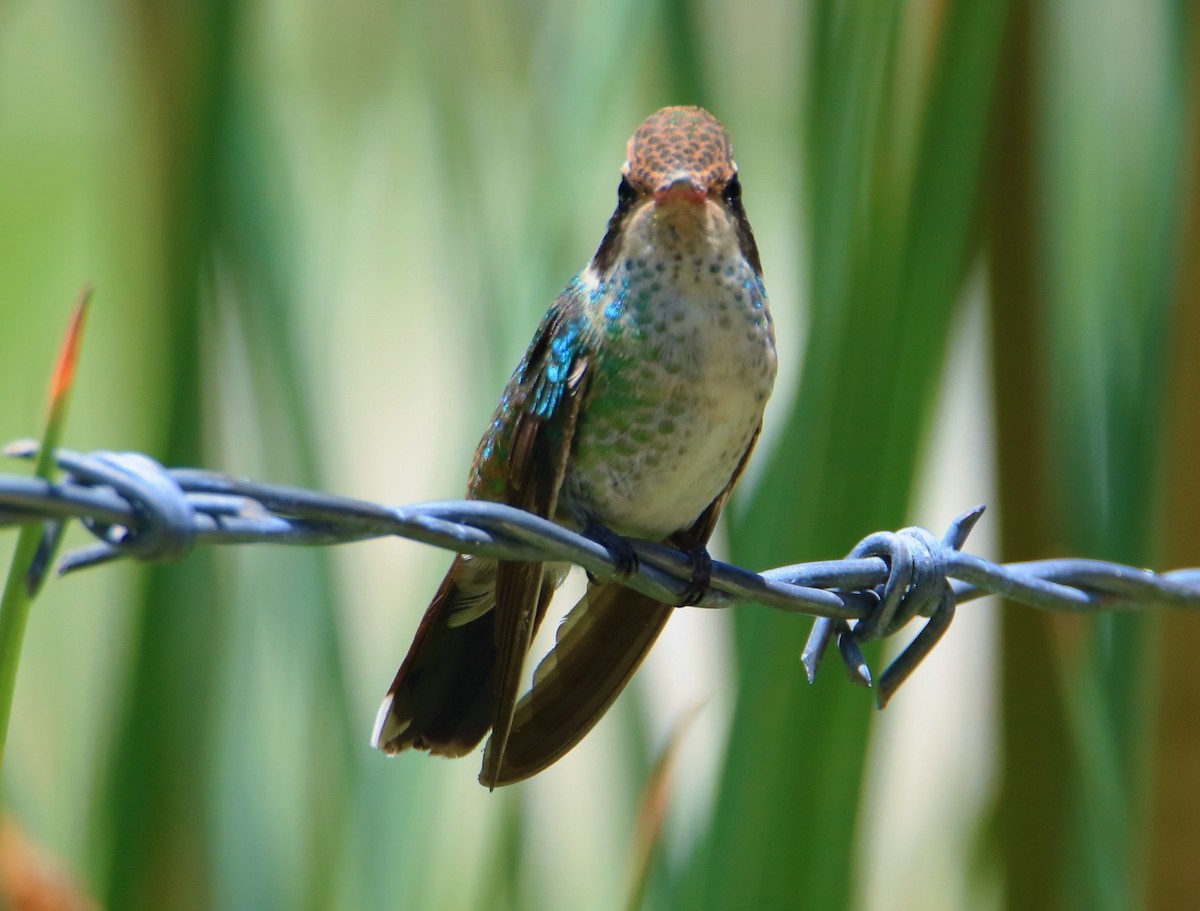 hvitørekolibri - ML642223411