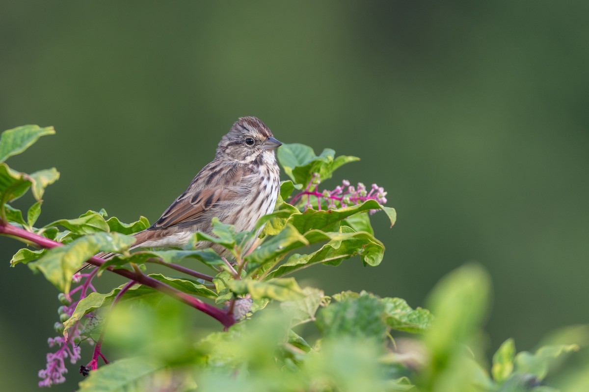 Song Sparrow - ML642223427