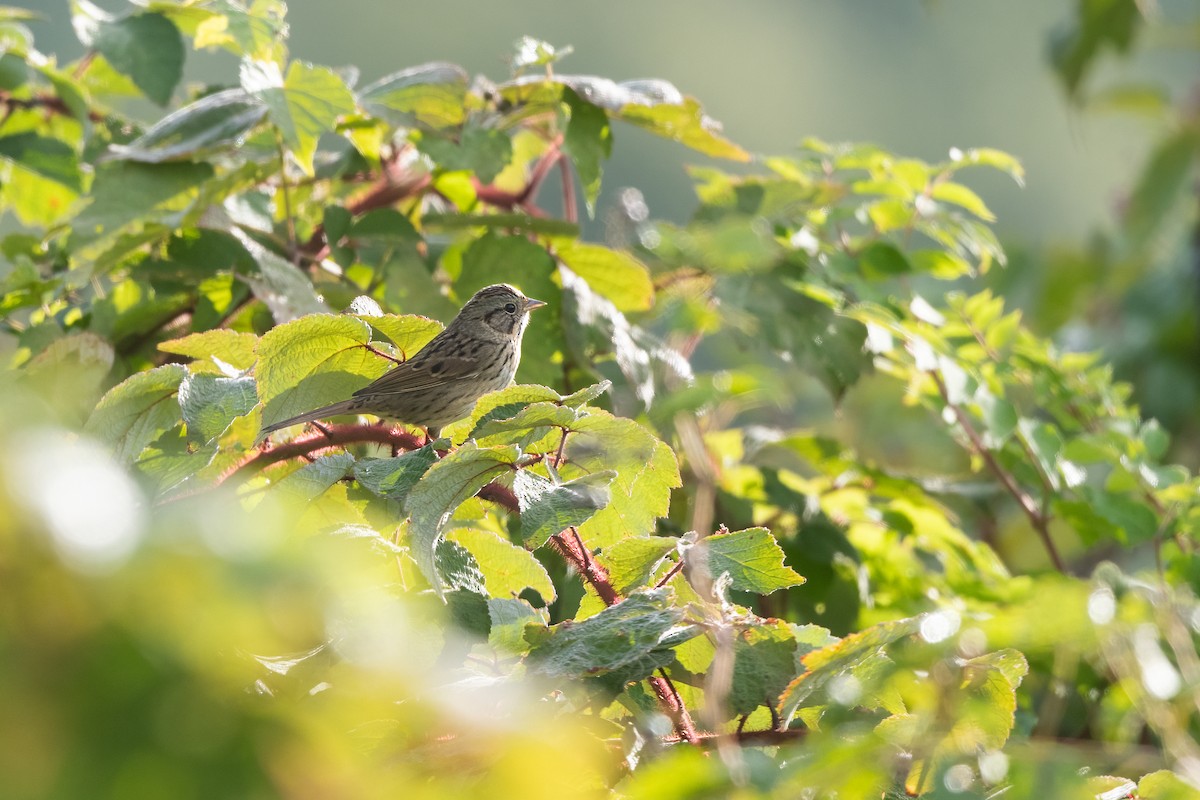 Lincoln's Sparrow - ML642223431
