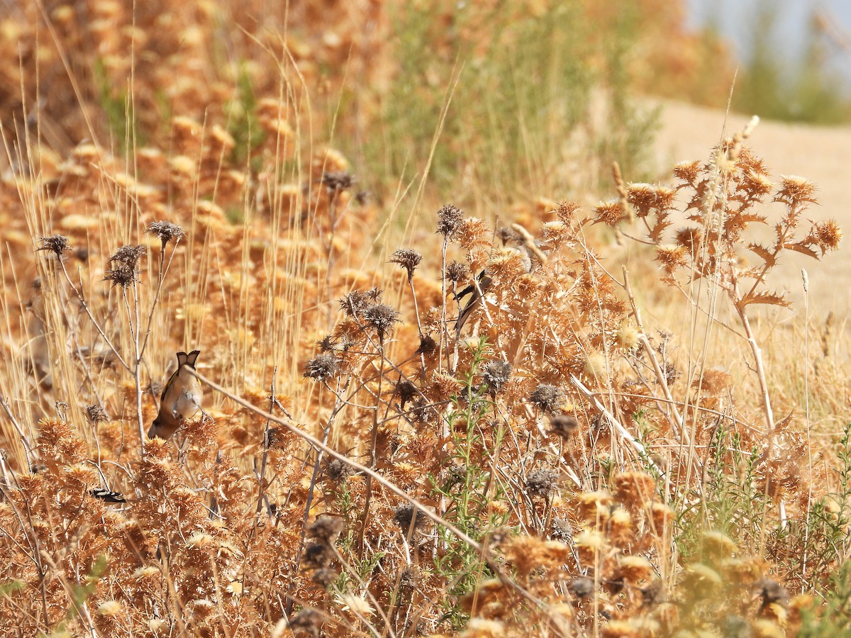 European Goldfinch - ML642223433