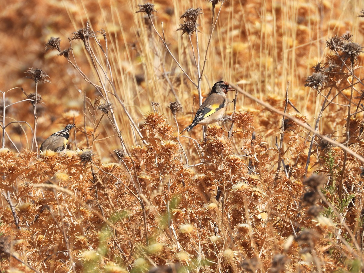 European Goldfinch - ML642223434