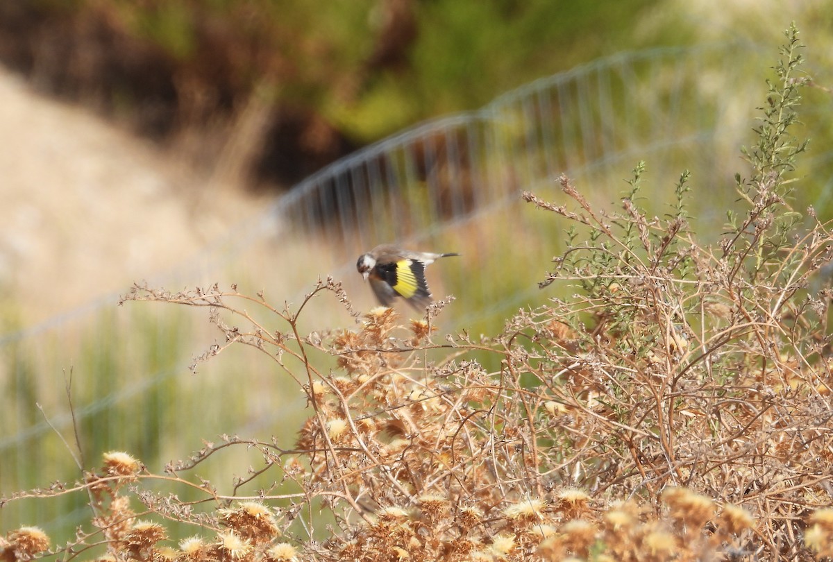 European Goldfinch - ML642223437