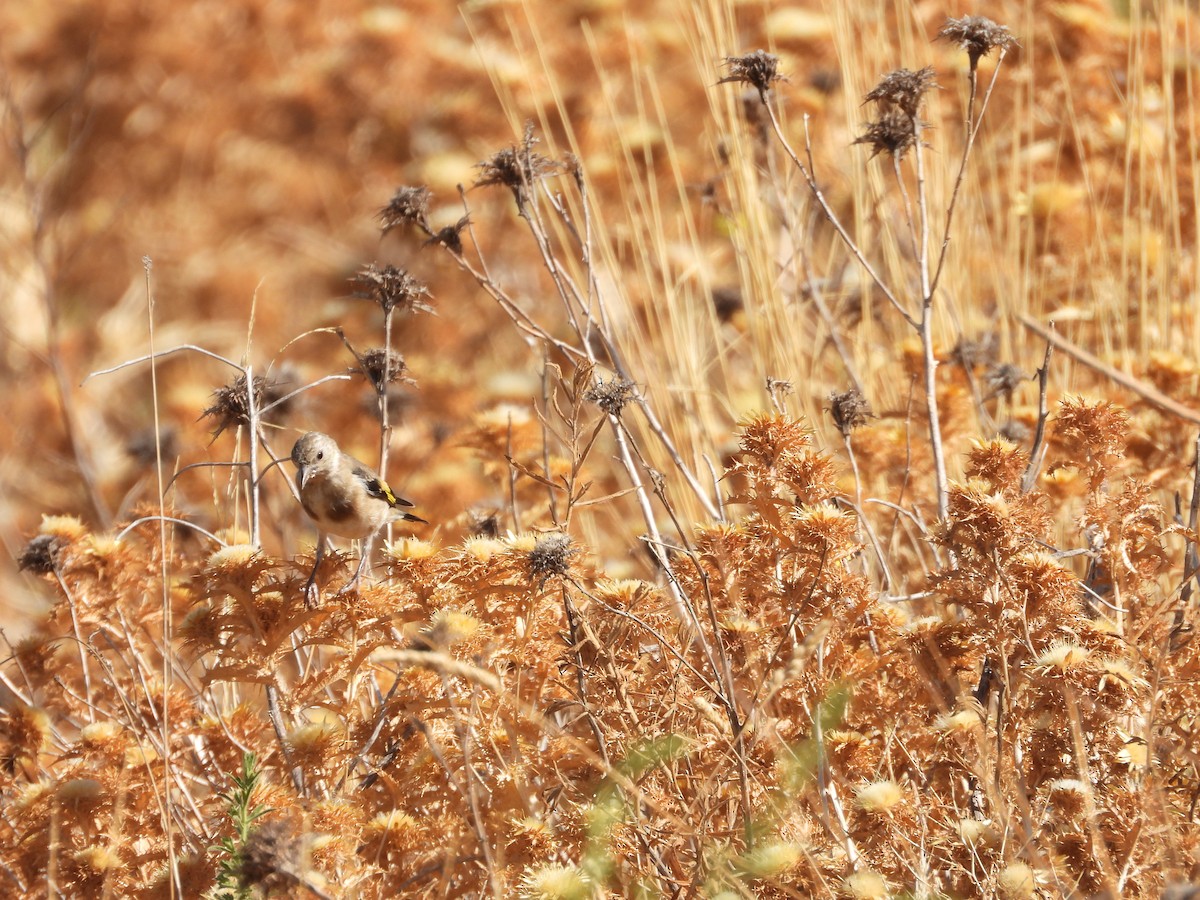 European Goldfinch - ML642223438