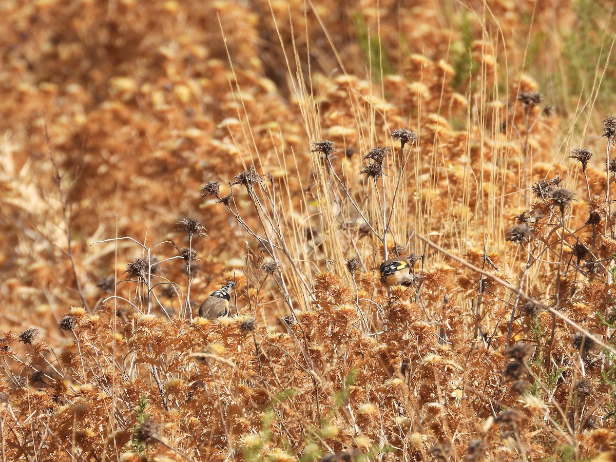 European Goldfinch - ML642223439