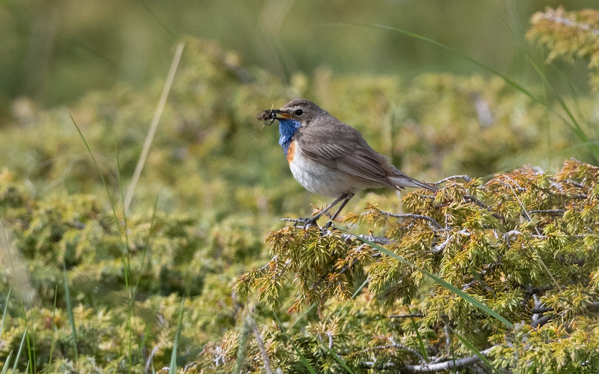 Bluethroat (Caucasian) - ML642223443