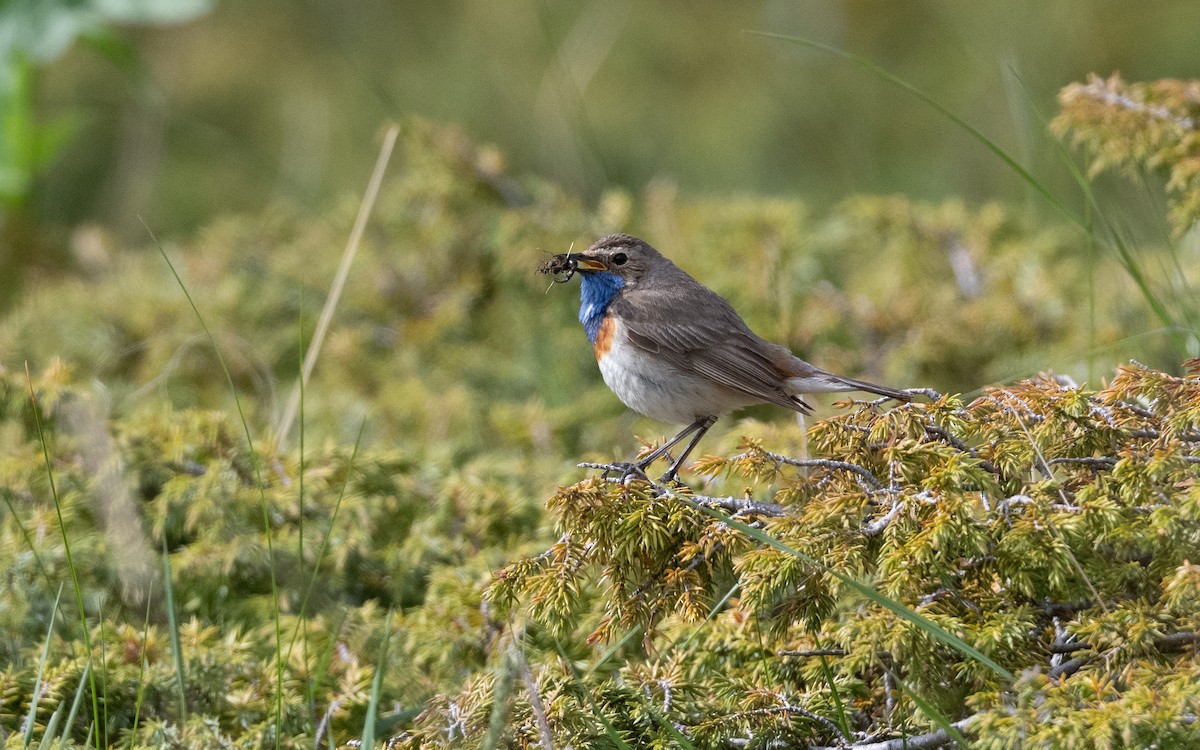 Bluethroat (Caucasian) - ML642223444