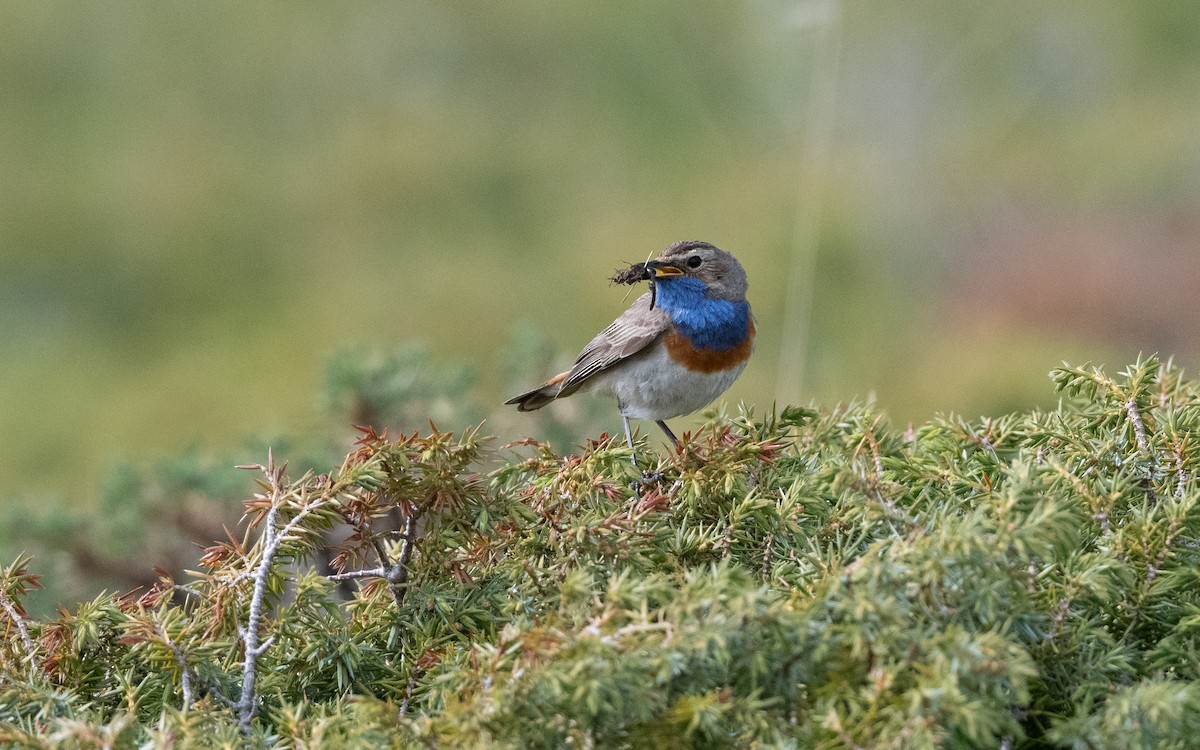 Bluethroat (Caucasian) - ML642223445