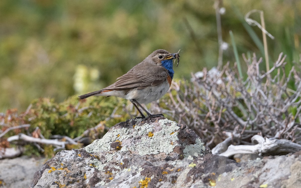 Bluethroat (Caucasian) - ML642223446
