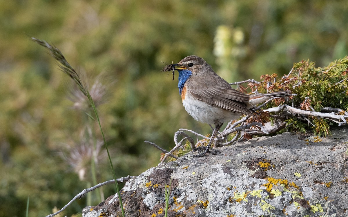 Bluethroat (Caucasian) - ML642223448