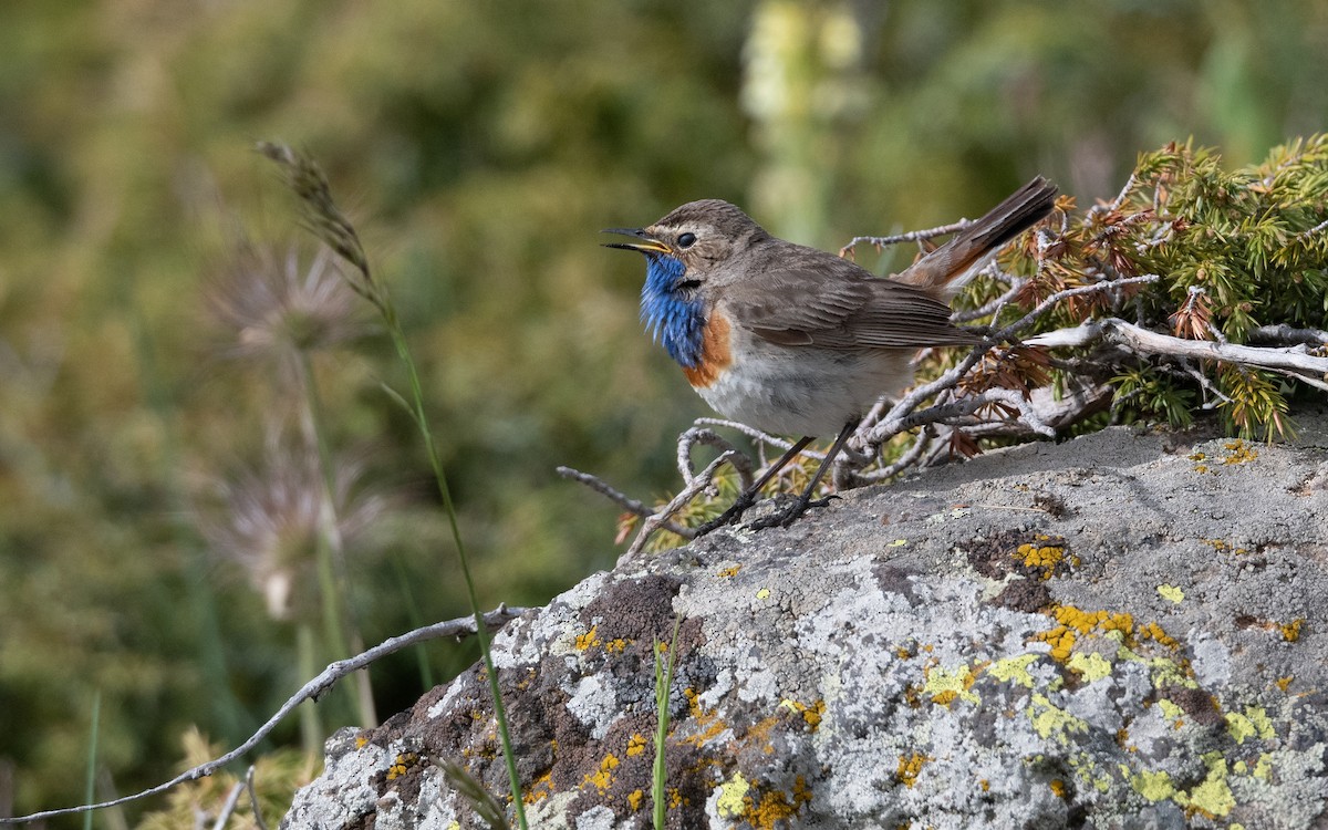 Bluethroat (Caucasian) - ML642223450