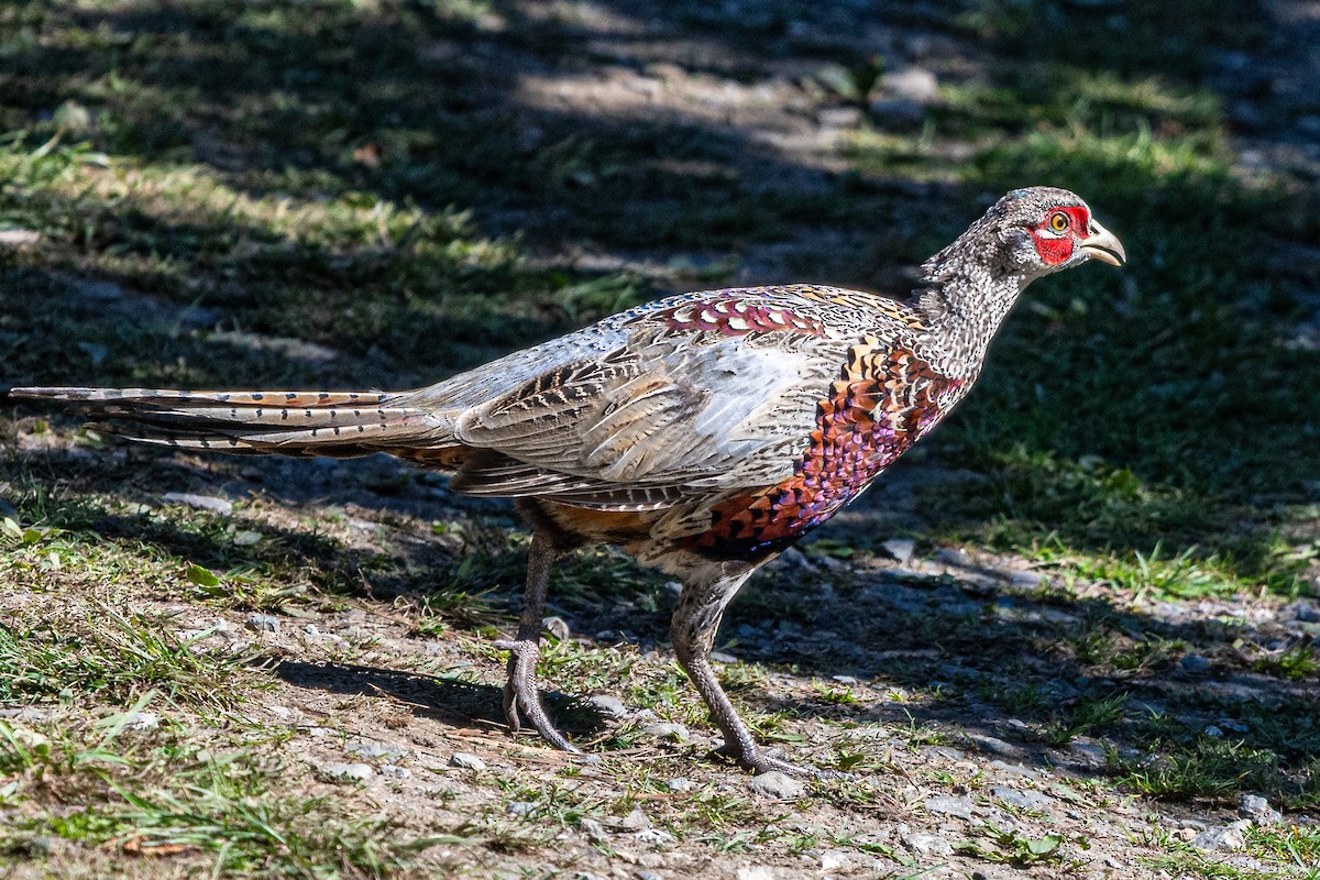 Ring-necked Pheasant - ML642223462