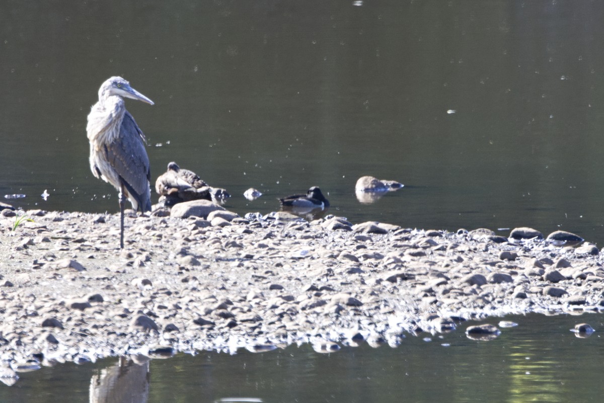 Ring-necked Duck - ML642223468
