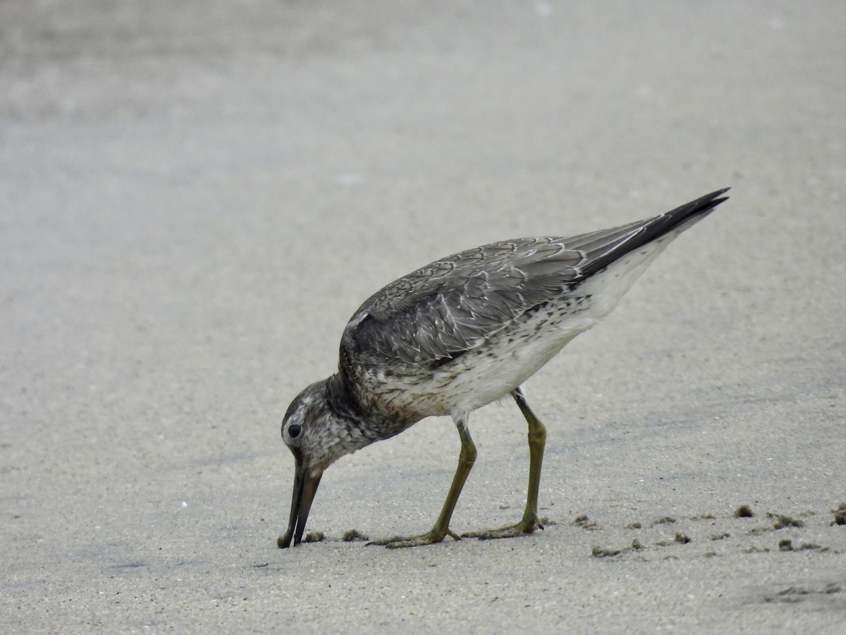 Red Knot - ML642223469