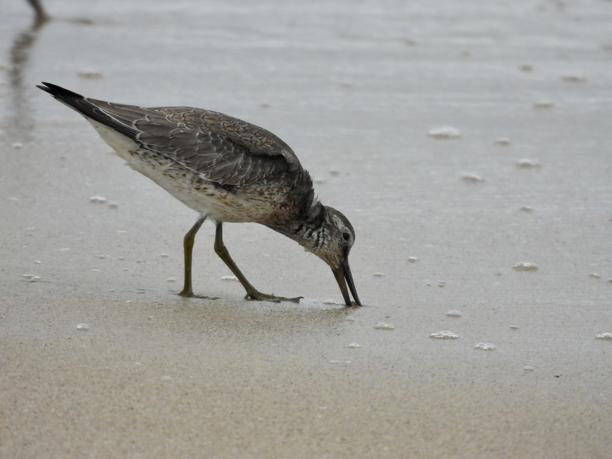 Red Knot - ML642223470