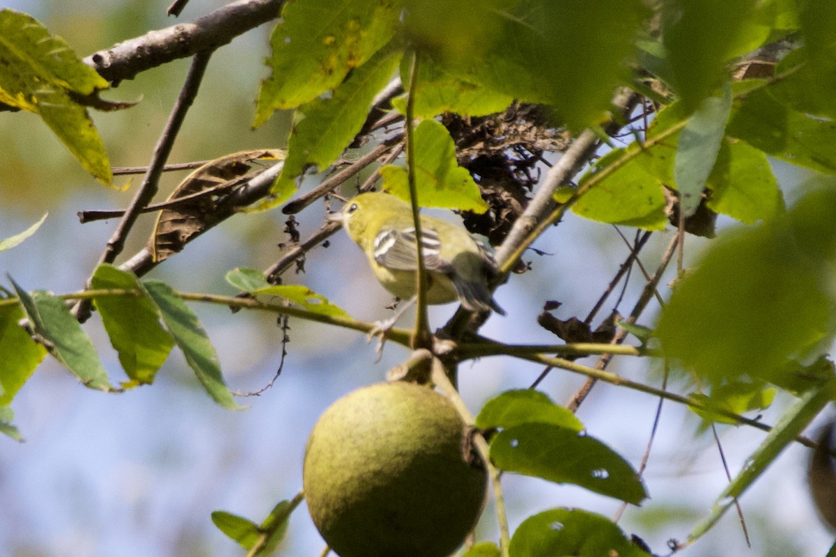 Bay-breasted Warbler - ML642223471