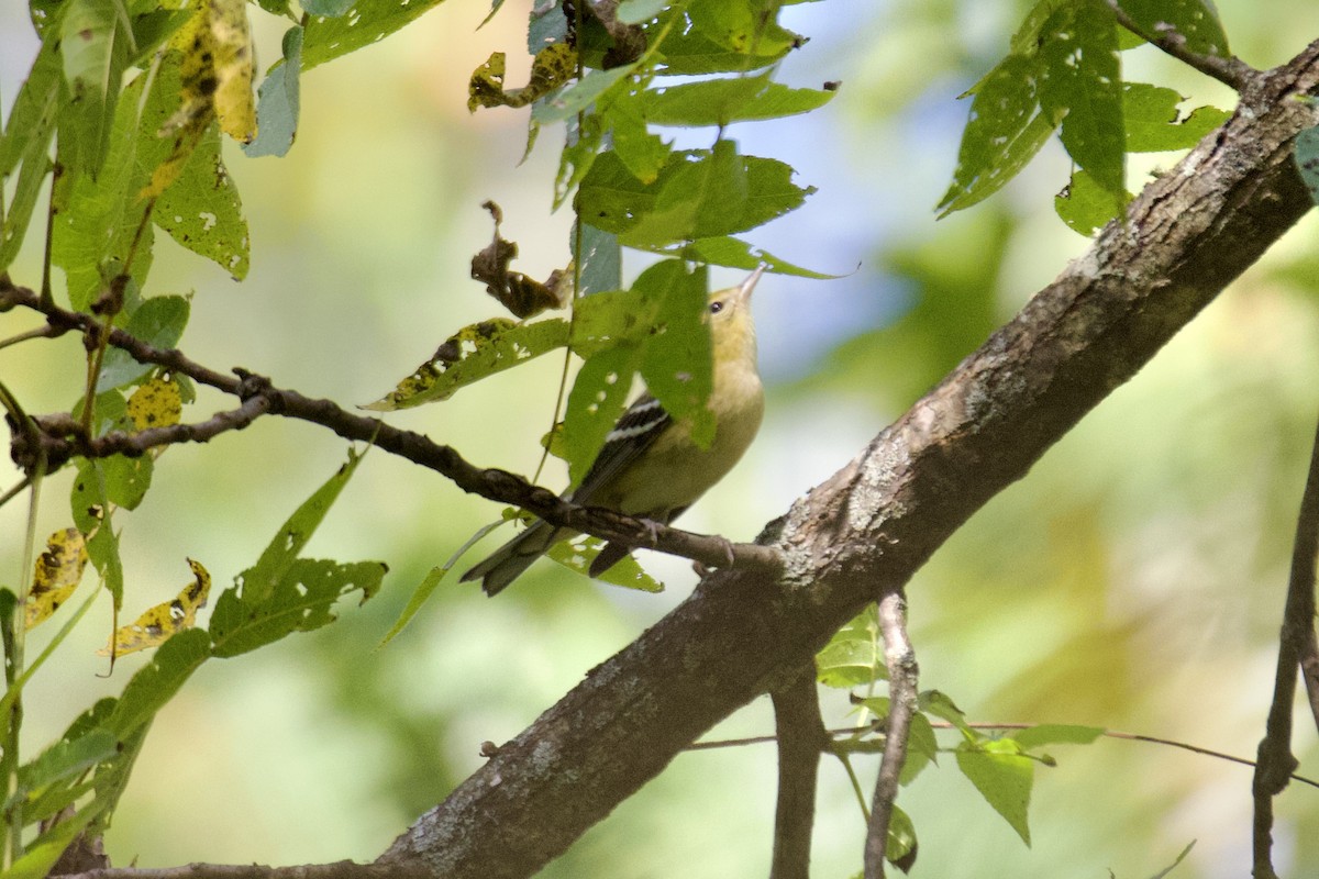 Bay-breasted Warbler - ML642223472