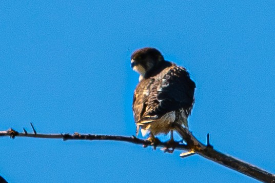 Merlin - ML642223482