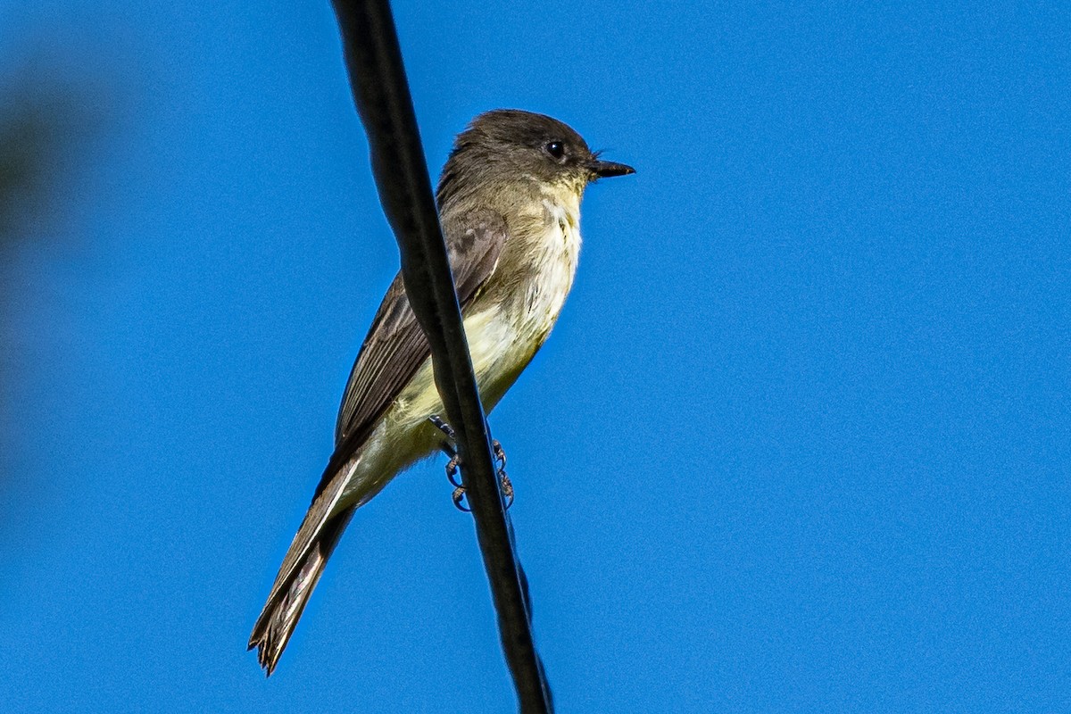 Eastern Phoebe - ML642223493