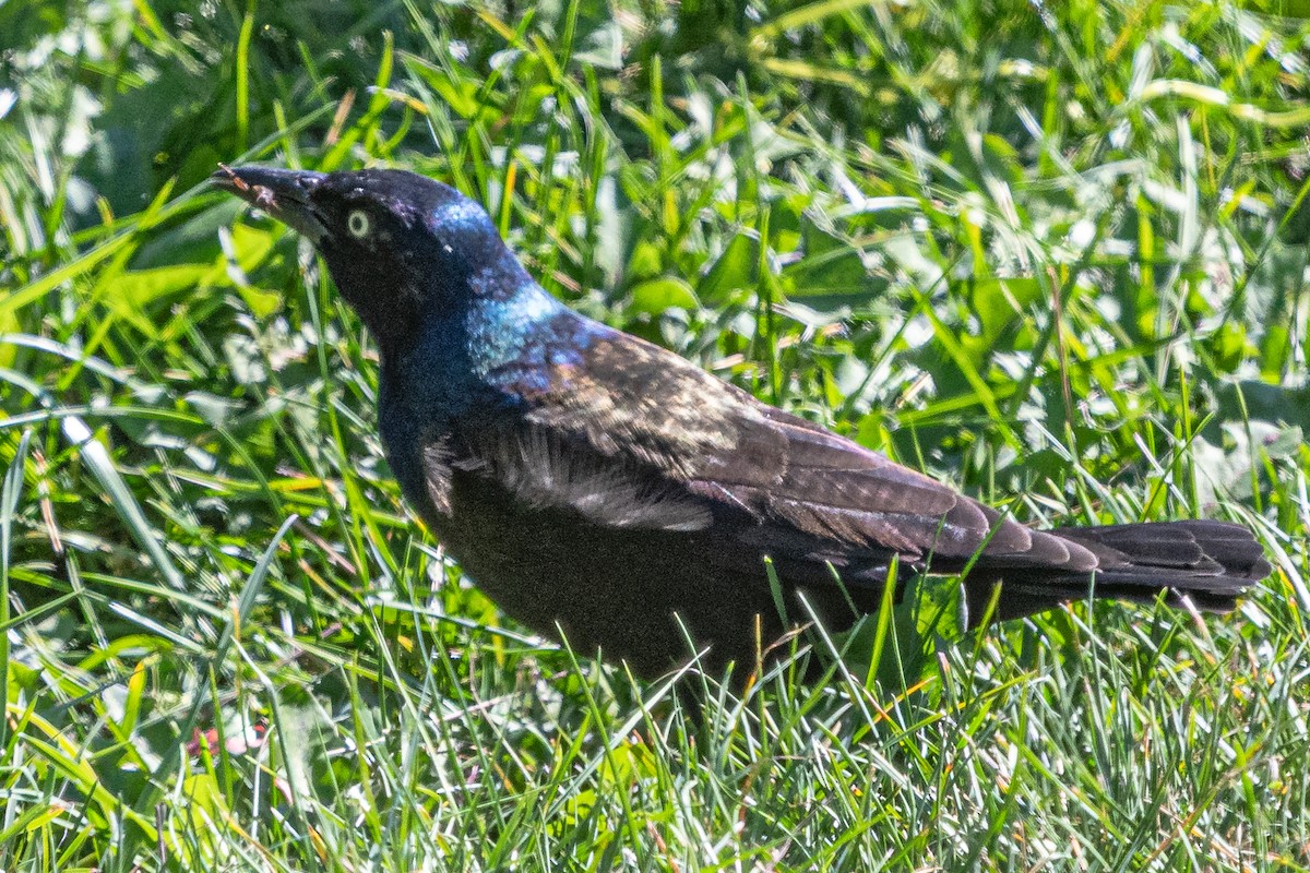 Common Grackle - ML642223505