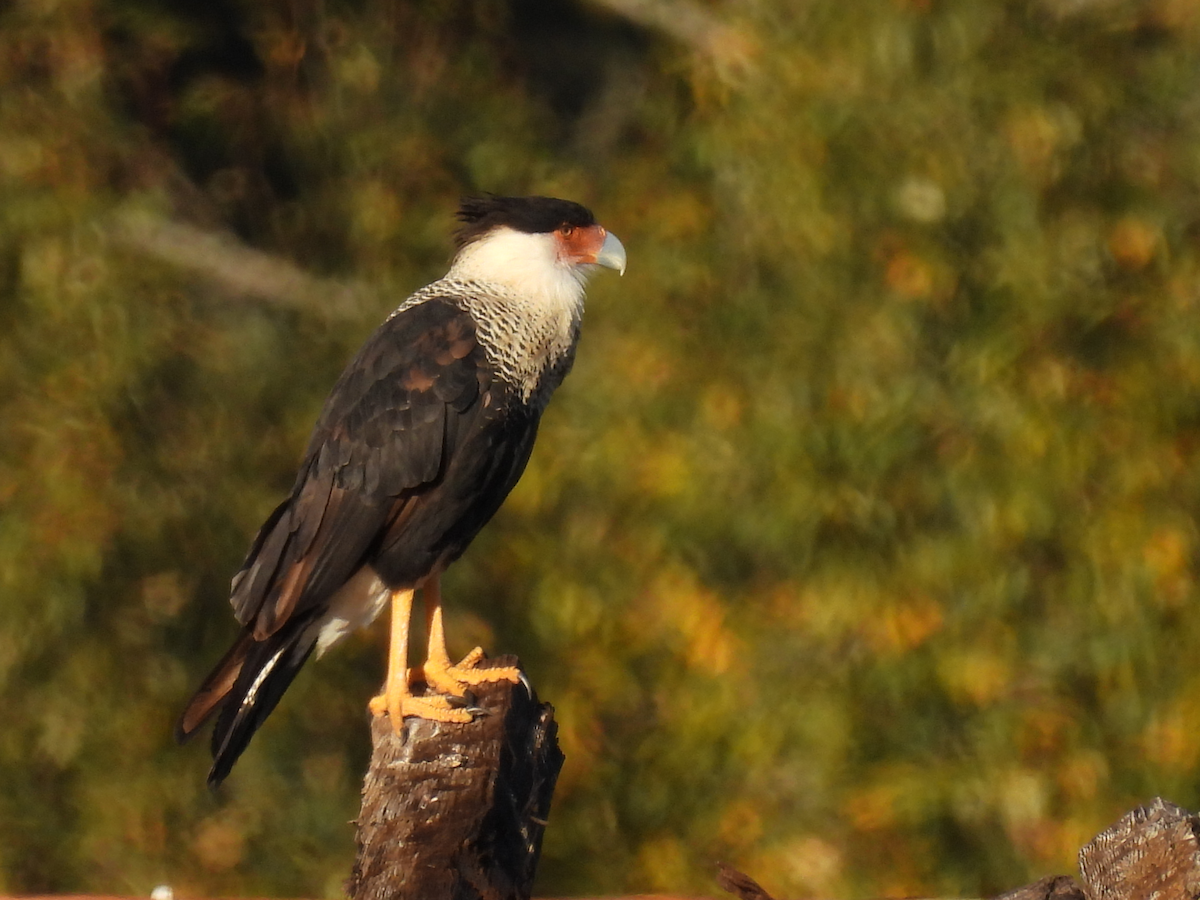 Crested Caracara (Northern) - ML642223519