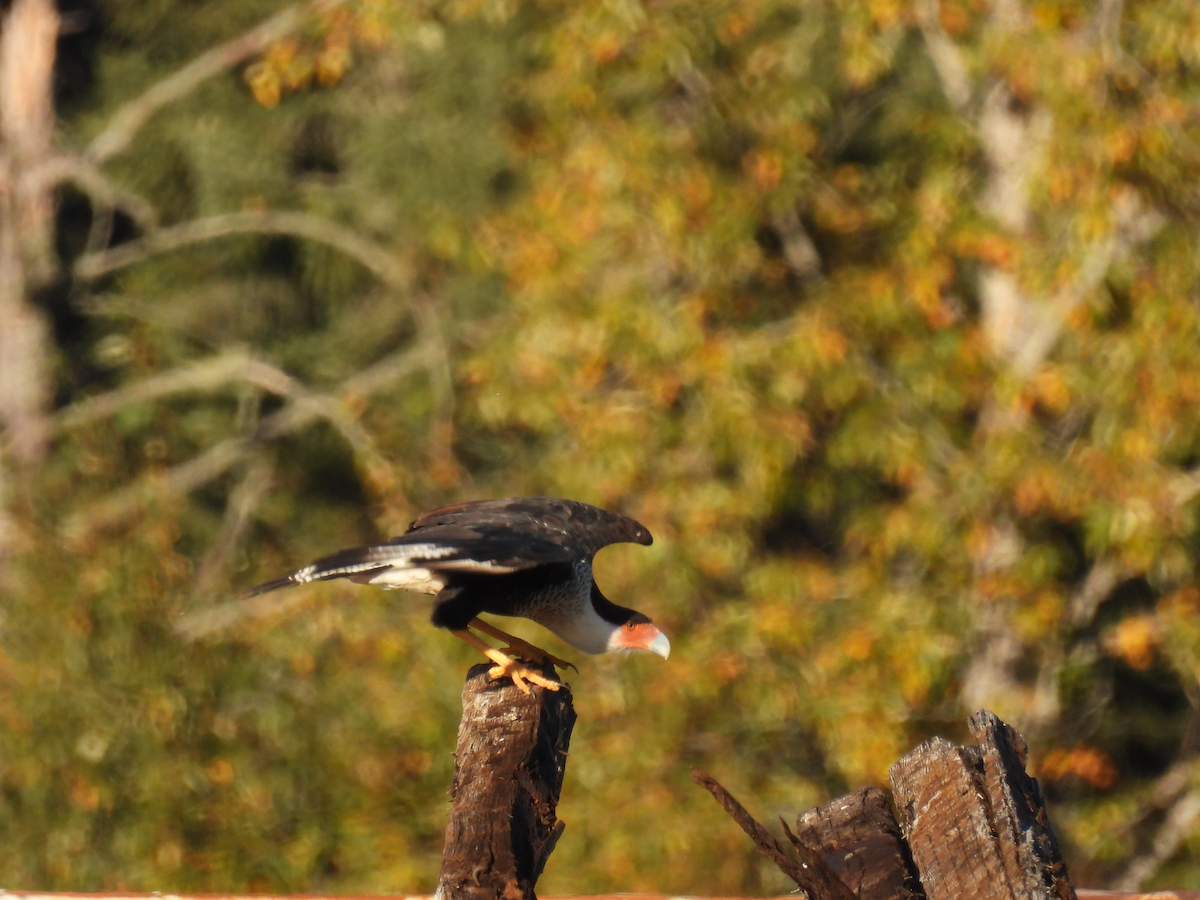 Crested Caracara (Northern) - ML642223520