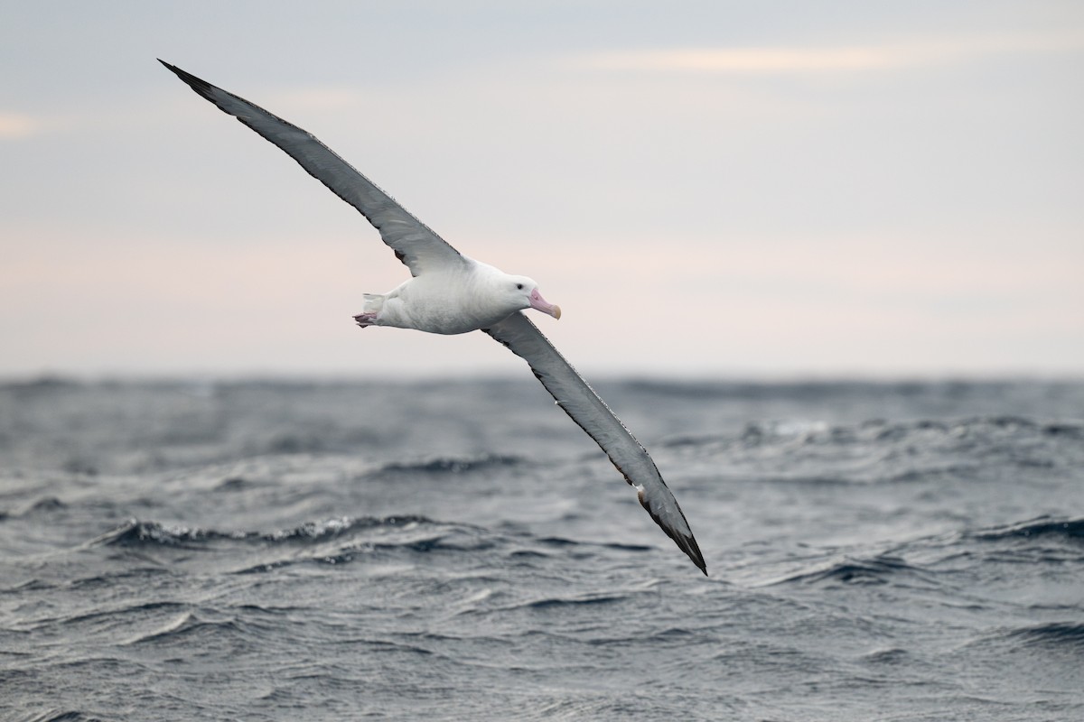 Snowy Albatross - ML642223521