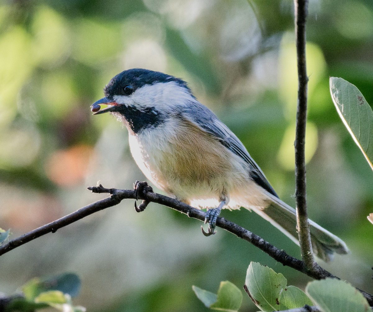 Black-capped Chickadee - ML642223560