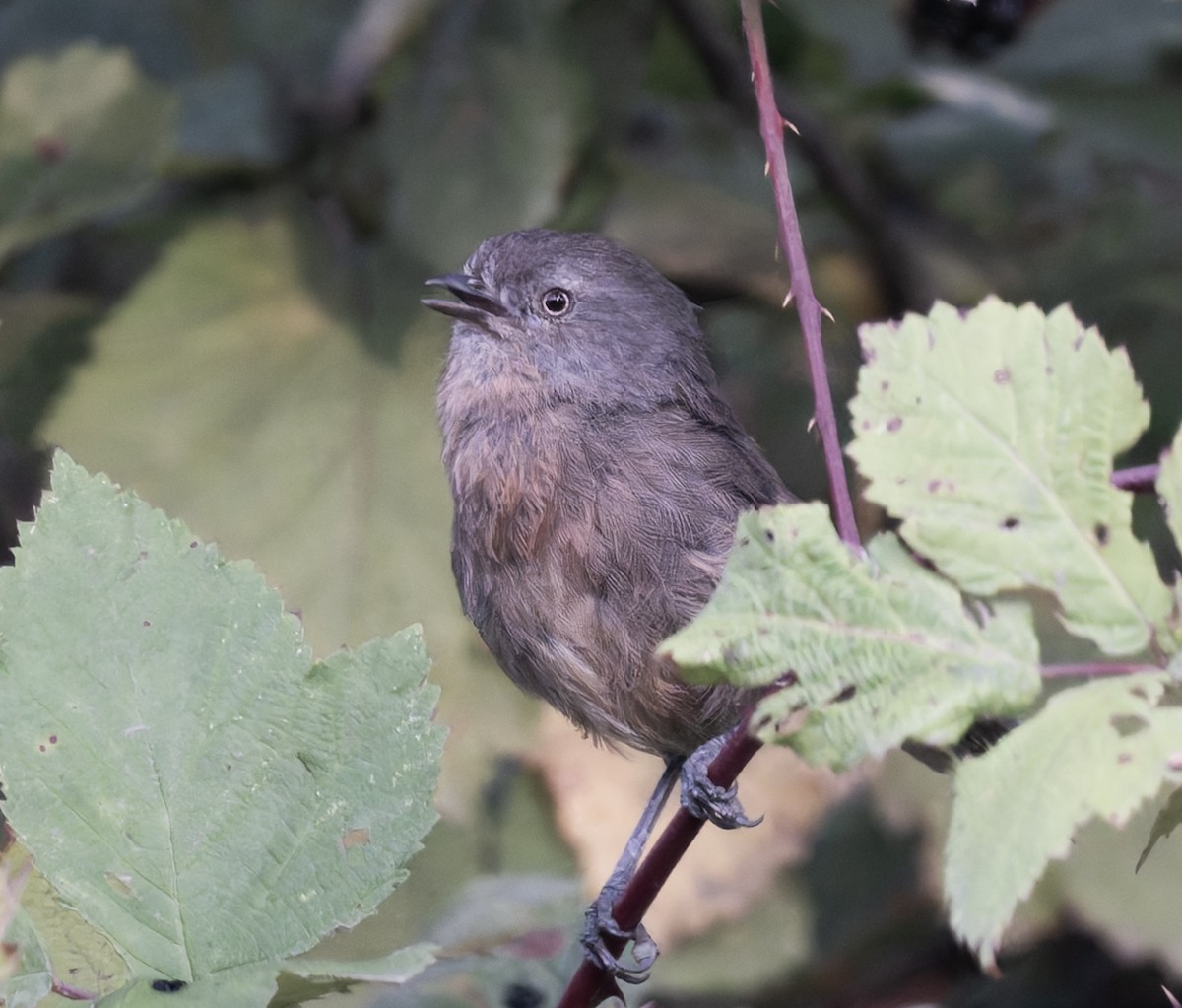 Wrentit - ML642223565