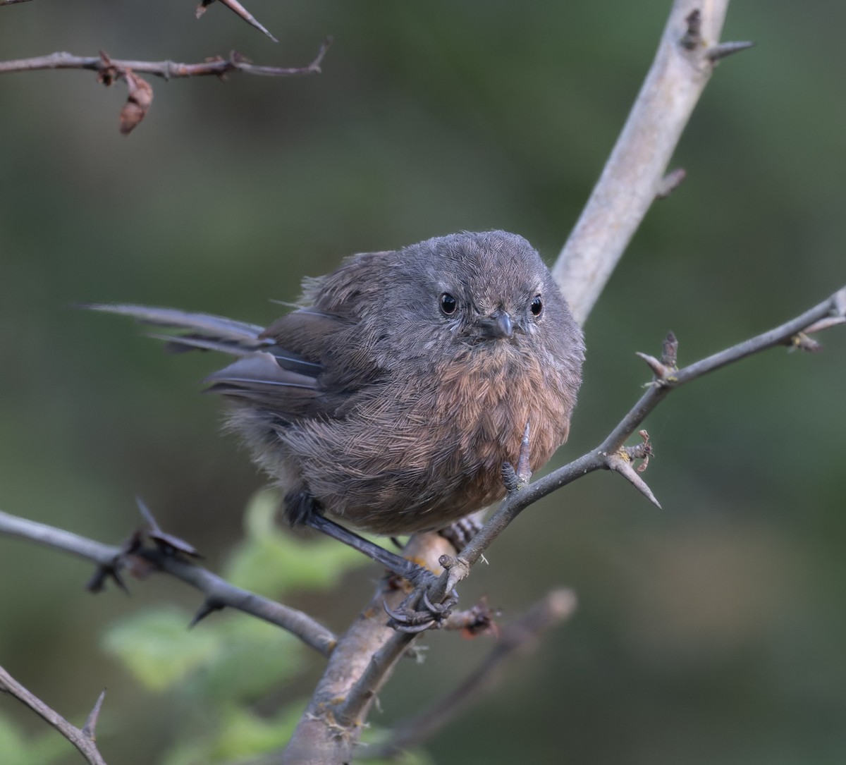 Wrentit - ML642223566