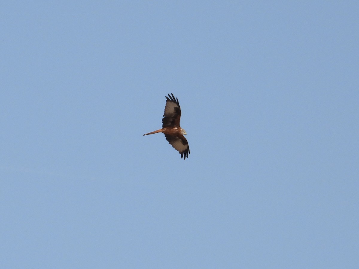 Red Kite - ML642223567