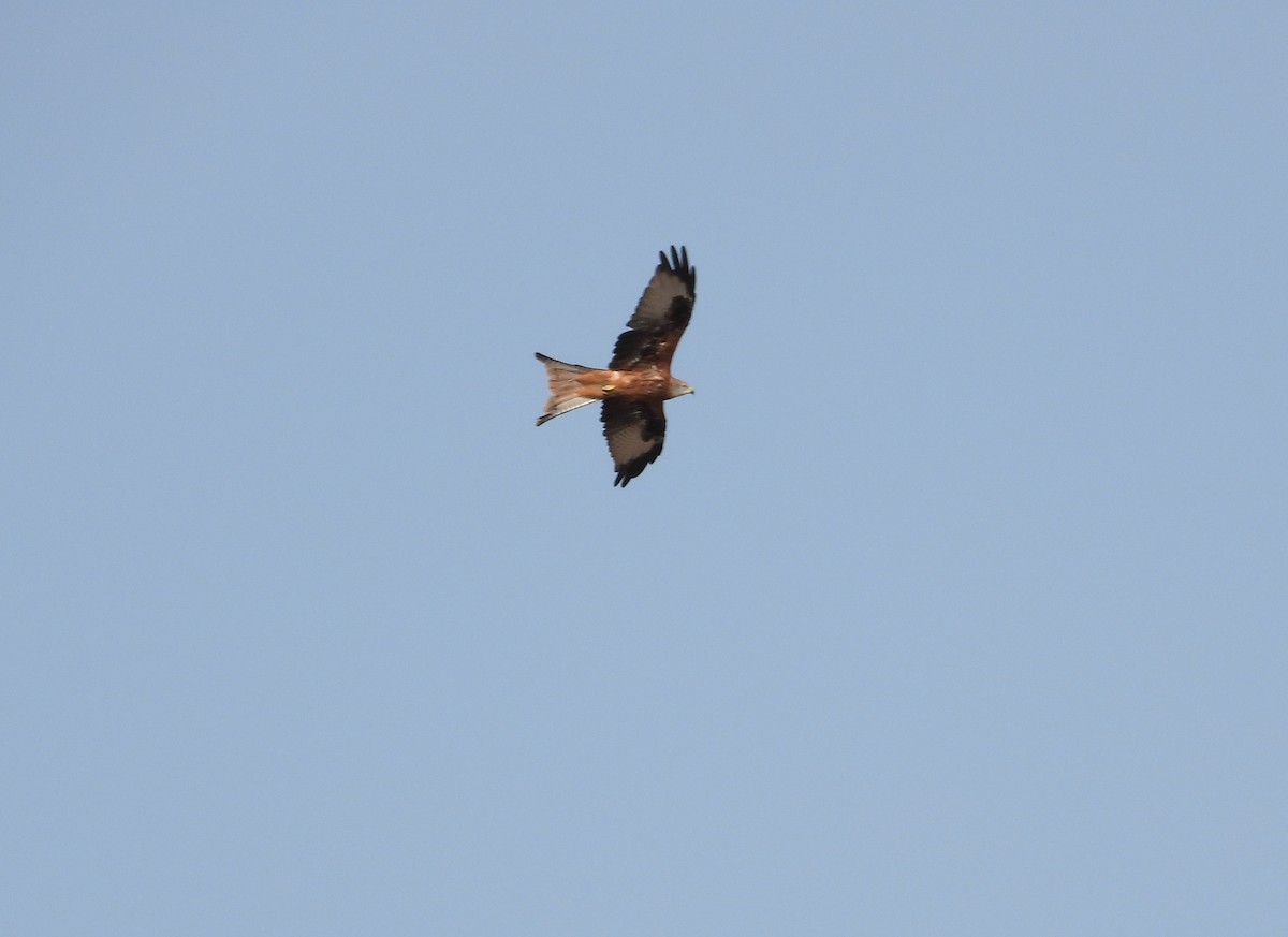Red Kite - ML642223568