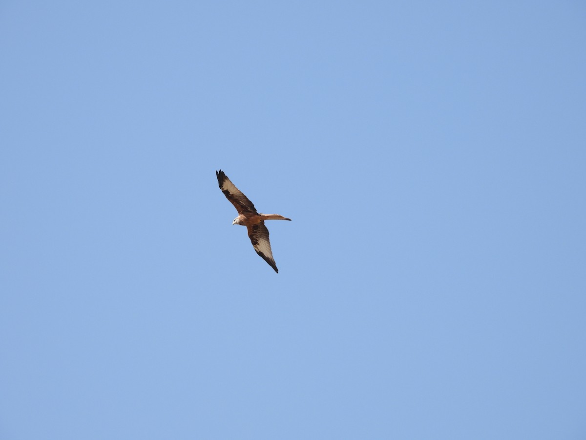 Red Kite - ML642223569