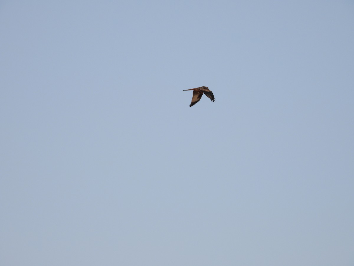 Red Kite - ML642223570