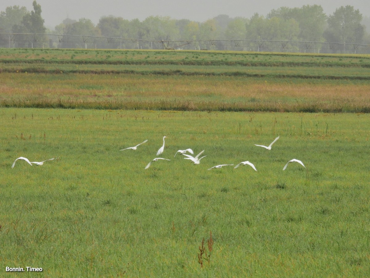 Western Cattle-Egret - ML642223572