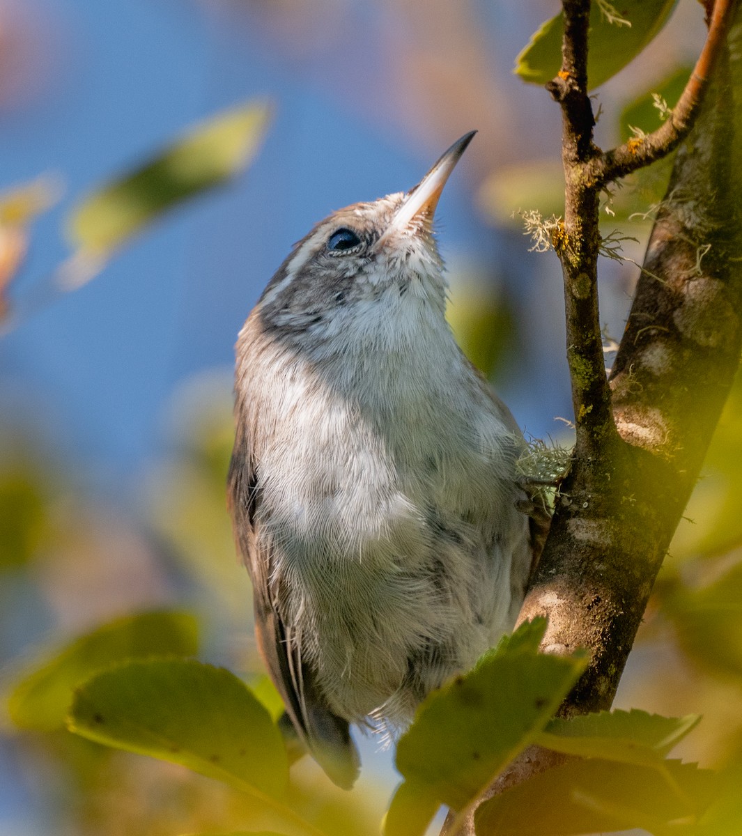 Bewick's Wren - ML642223573