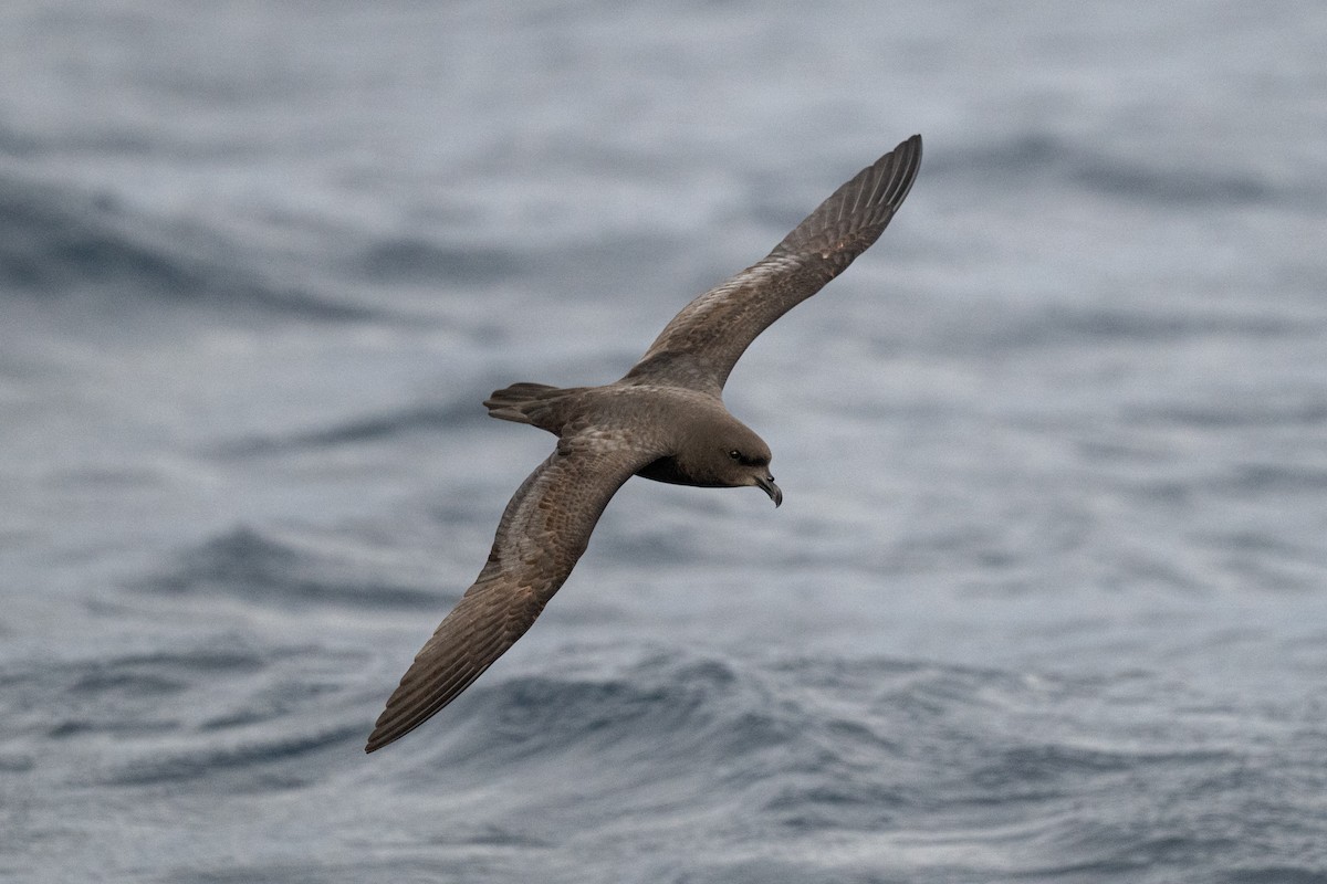 Gray-faced Petrel - ML642223577
