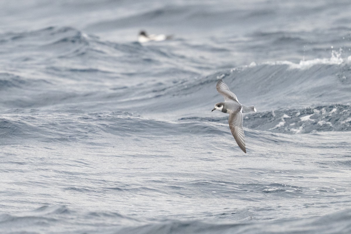 Blue Petrel - ML642223583