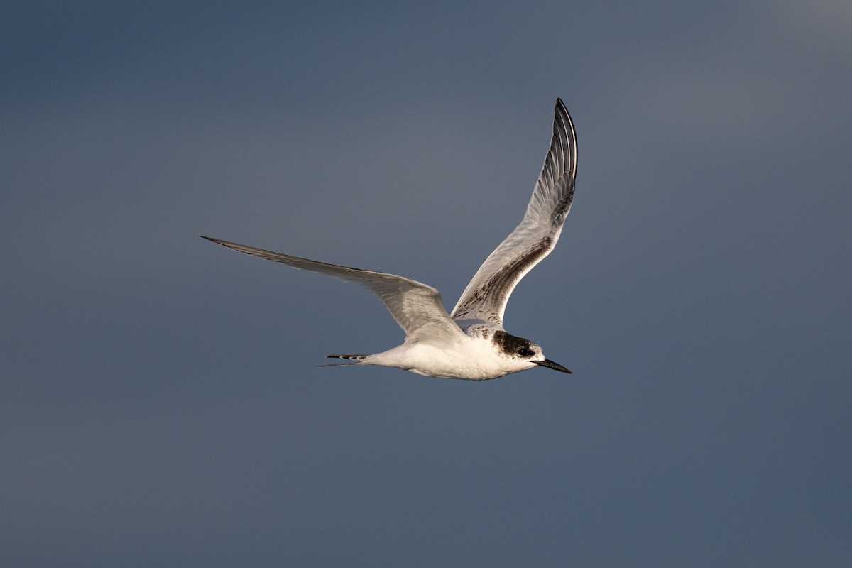 White-fronted Tern - ML642223598