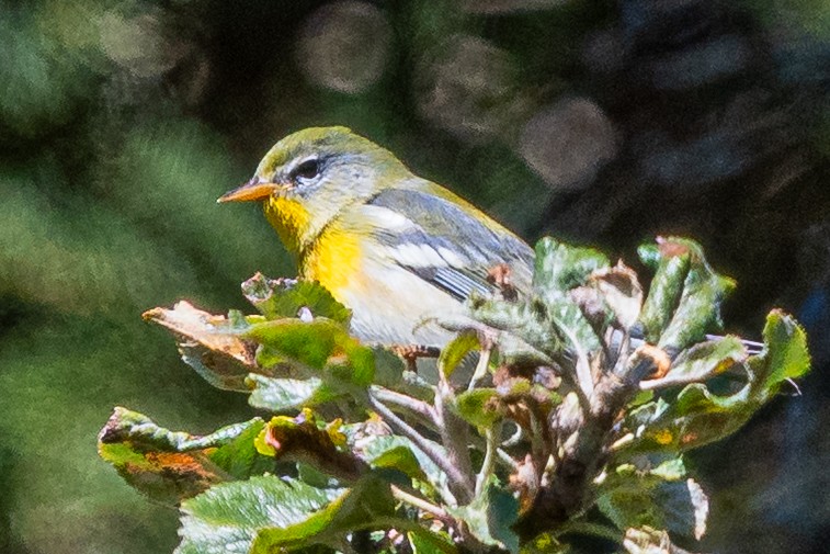 Northern Parula - ML642223604