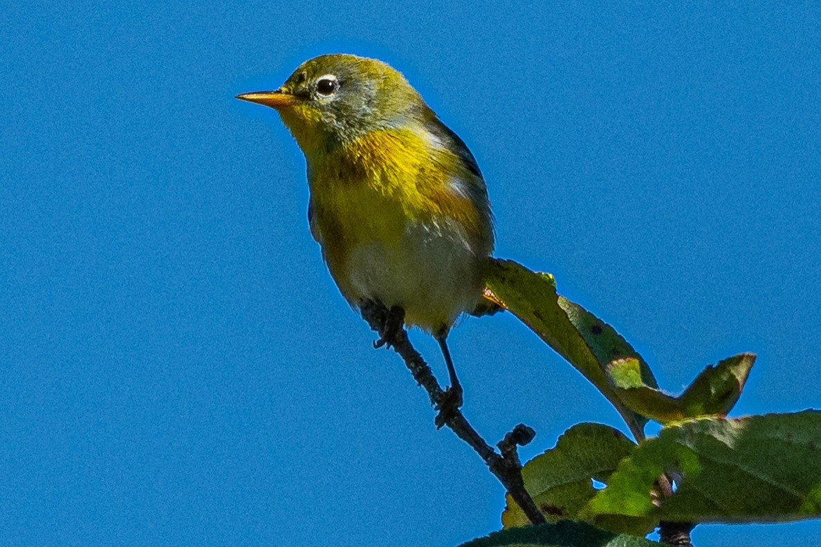 Northern Parula - ML642223605