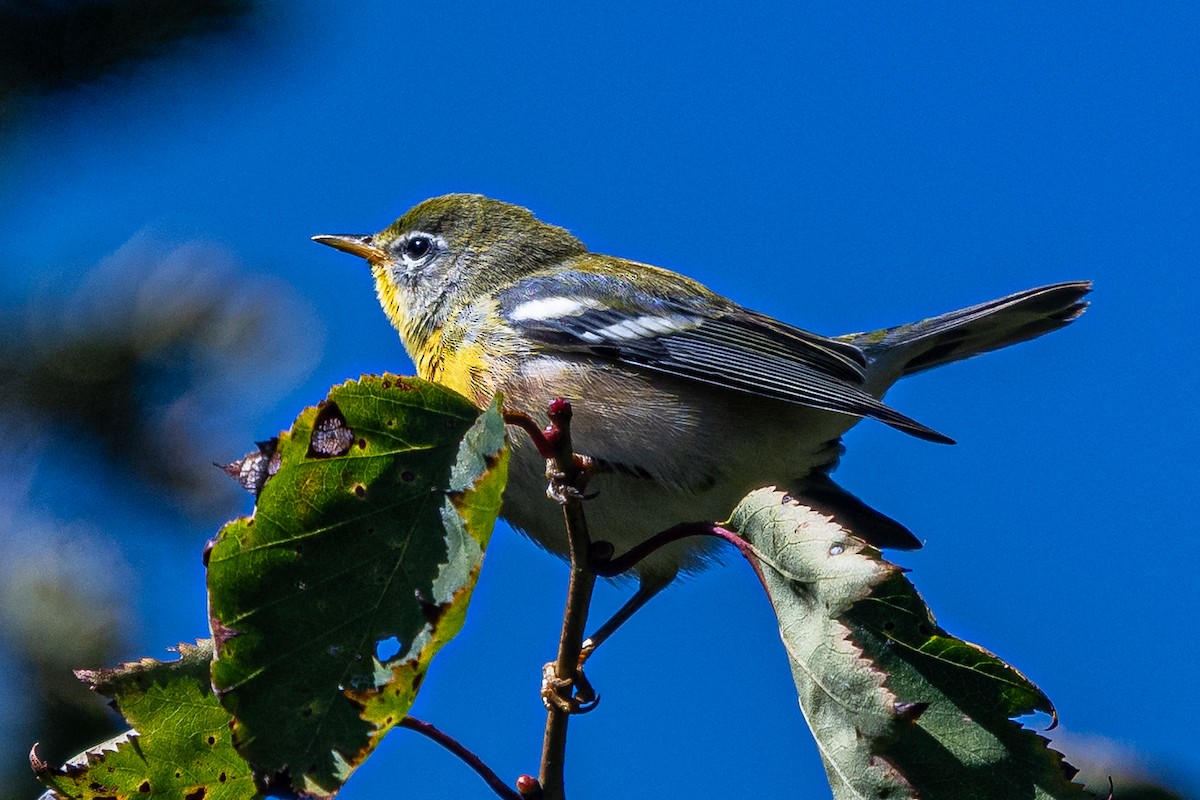 Northern Parula - ML642223606