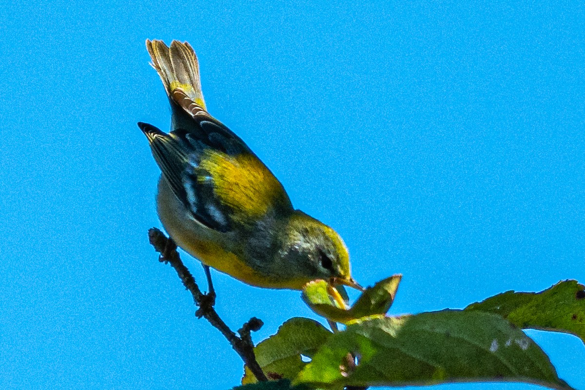 Northern Parula - ML642223607