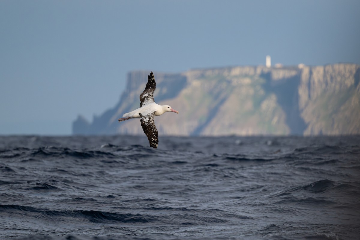 Antipodean Albatross (Gibson's) - ML642223628