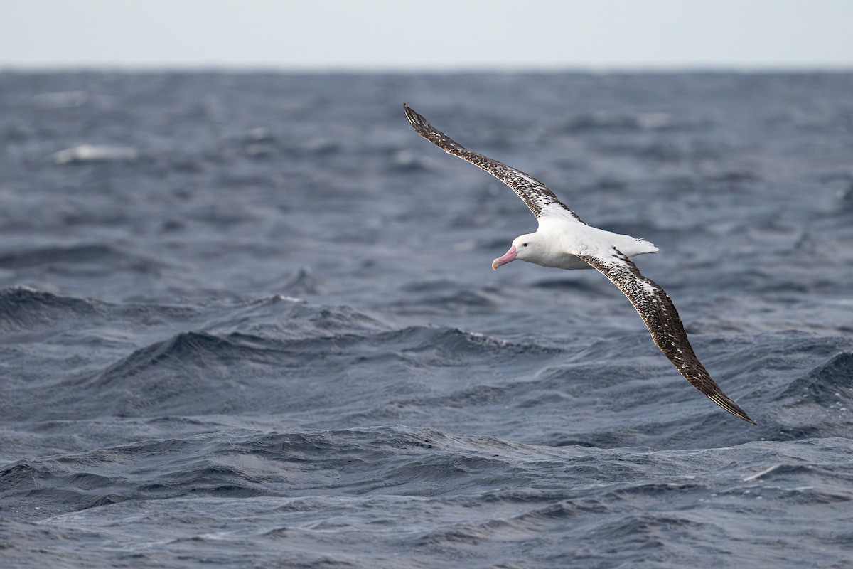 Antipodean Albatross (Gibson's) - ML642223629